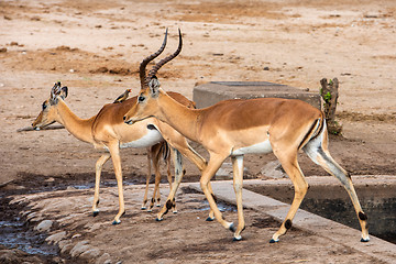 Image showing Red Billed Ox pecker sitting on the back on an Impala