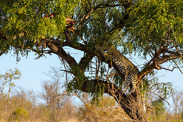 Image showing Leopard in tree resting next to the remains of his kill