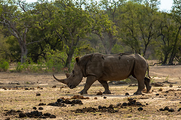 Image showing White rhino on the savannah