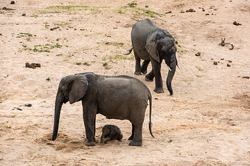 Image showing Elephants family with cute baby