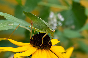 Image showing Green Katydid Grasshopper