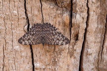 Image showing Guatemalan Cracker Butterfly