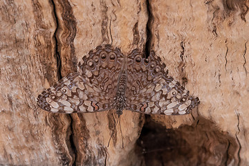 Image showing Guatemalan Cracker