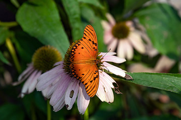 Image showing Gulf Fritillary Butterfly