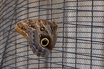 Image showing Magnificent Owl Butterfly