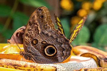 Image showing Magnificent Owl