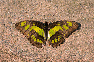 Image showing Malachite Butterfly