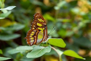 Image showing Malachite Sitting