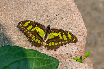 Image showing Malachite