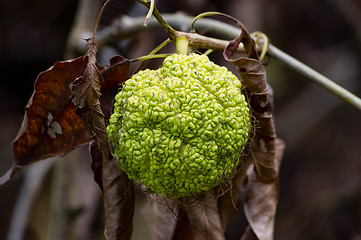 Image showing Osage Orange