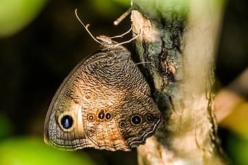 Image showing Owl Butterfly