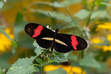 Image showing Red Postman Butterfly