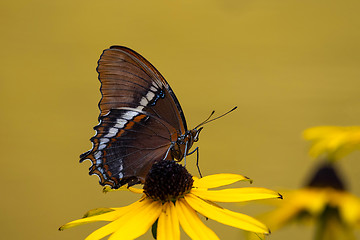 Image showing Rusty - Tipped Page Butterfly