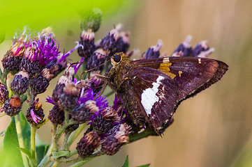 Image showing Rusty Skipper Close