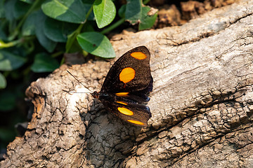 Image showing Catonephele Numilia Butterfly