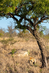 Image showing Leopard in tree defending the remains of his kill against a hyena