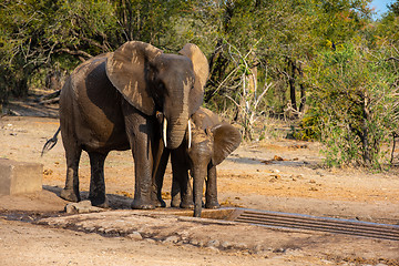 Image showing Elephants family with cute baby