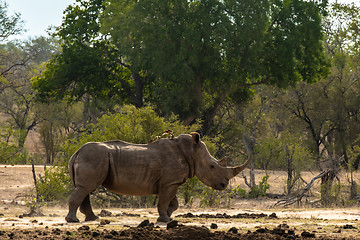 Image showing White rhino on the savannah