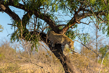 Image showing Leopard leaving his tree