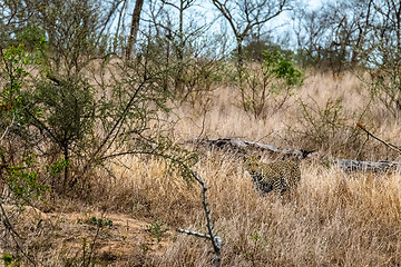 Image showing Camouflaged leopard