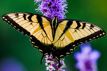 Image showing Western Tiger Swallowtail
