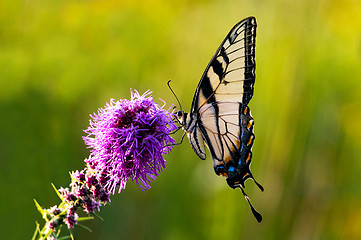 Image showing Western Tiger Swallowtail on Flower