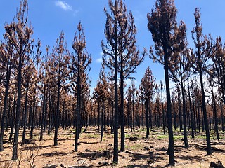 Image showing Burnt bush land after a bushfire near Knysna