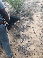 Image showing Safari guide with his rifle in the bush of South Africa