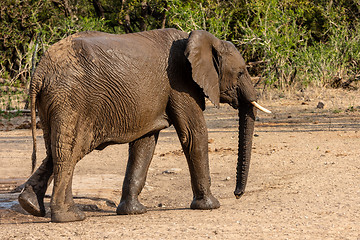 Image showing Elephant marching through the savannah