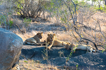 Image showing African lion herd resting after eating their kill