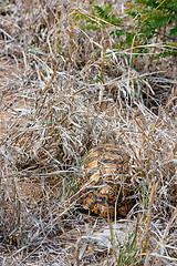 Image showing African Leopard Tortoise hiding underneath the grass