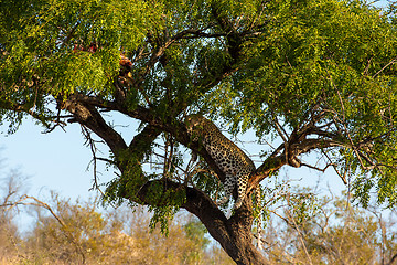 Image showing Leopard in tree resting next to the remains of his kill