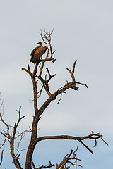 Image showing Cinereous vulture or black vulture