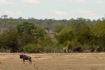 Image showing A huge herd of zebra on the savannah of the Serengeti National Park in Tanzania.