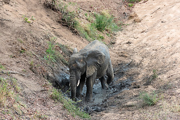 Image showing Elephant having a cool mud bath