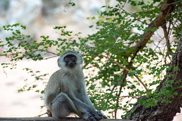 Image showing A young and curious African Vervet Monkey