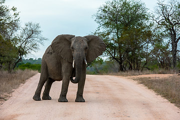 Image showing Single African elephant bull walking in a road