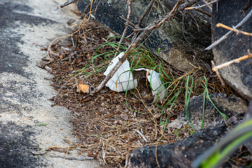 Image showing Turtle or tortoise dry shell broken