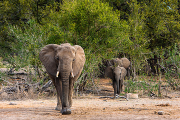 Image showing Elephants family with calf