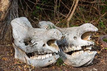 Image showing Two massive rhino skulls