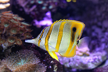 Image showing Copperband Butterflyfish