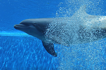 Image showing Dolphin