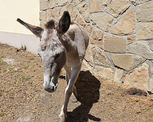 Image showing Donkey