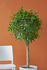 Image showing Ficus tree on a brown background