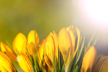 Image showing crocus yellow in the morning frost