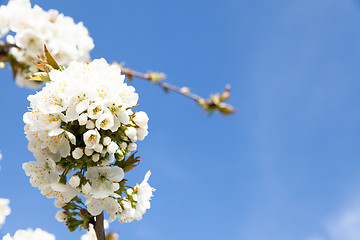 Image showing flowering cherry branch on a blue sky