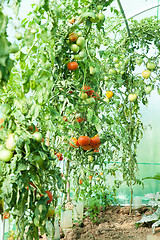 Image showing Organic tomatoes in a greenhouse