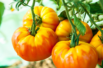 Image showing Organic tomatoes in a greenhouse