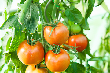 Image showing Organic tomatoes in a greenhouse