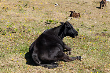 Image showing Cow and veal pasture in the mountains madeira